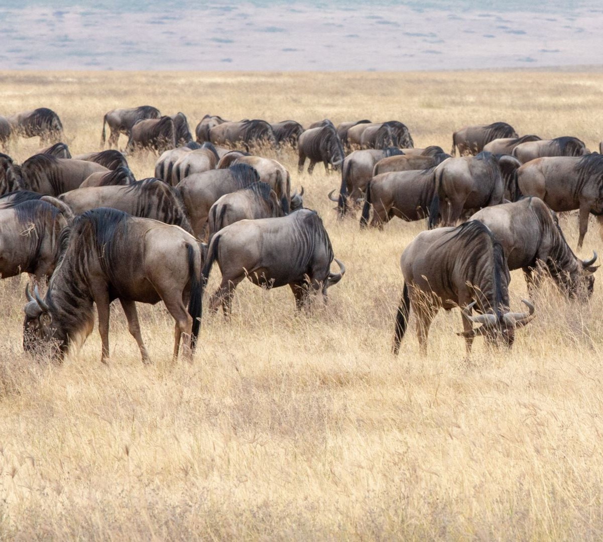 How to Choose the Best Safari Tour for Your Budget